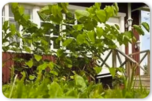 Harmaavesipuhdistamot