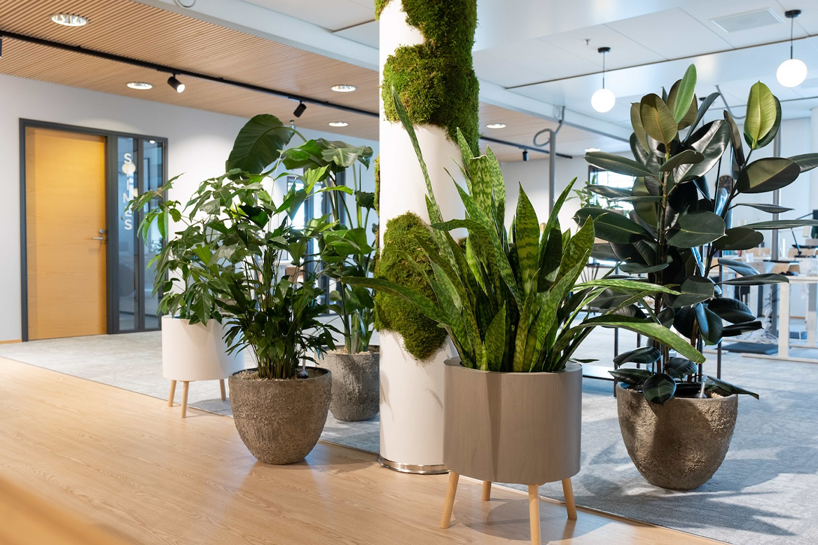 Viherkasvi on työpaikan hiljainen sankari